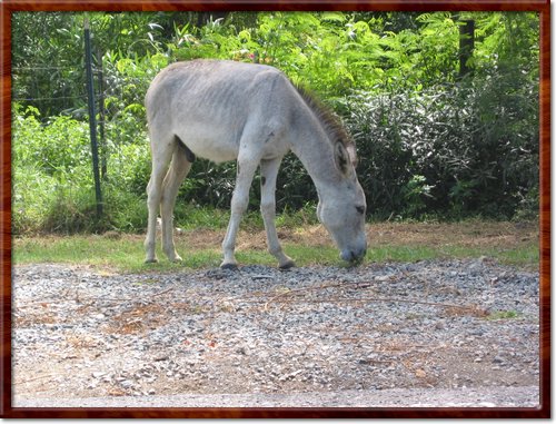 Our first sighting of a feral donkey:)
