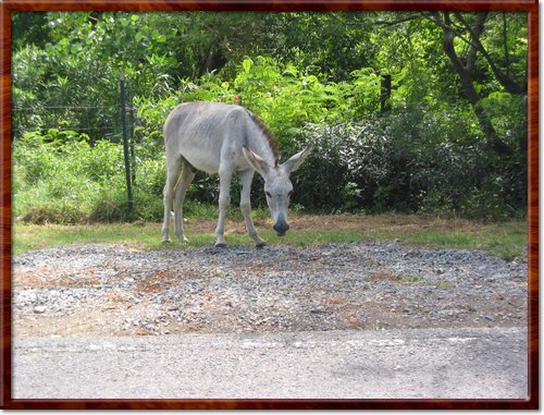 donkey

