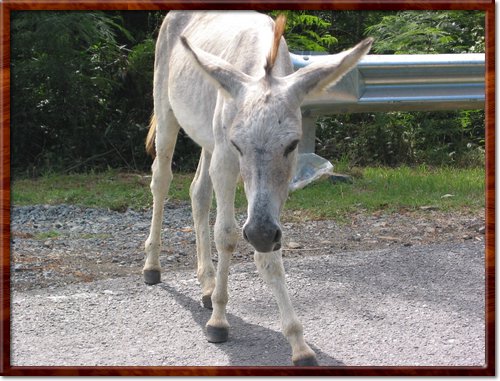 donkey
