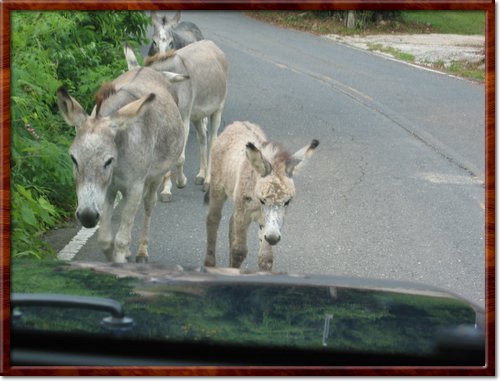 a wild pack of feral donkeys
