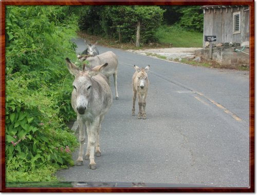 more donkeys
