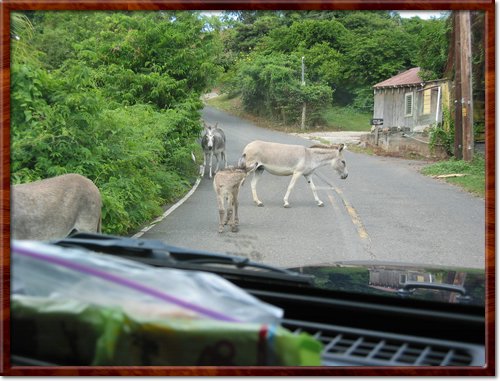 more donkeys
