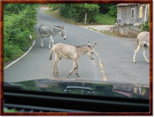 more donkeys
