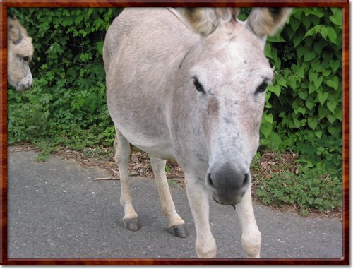 more donkeys
