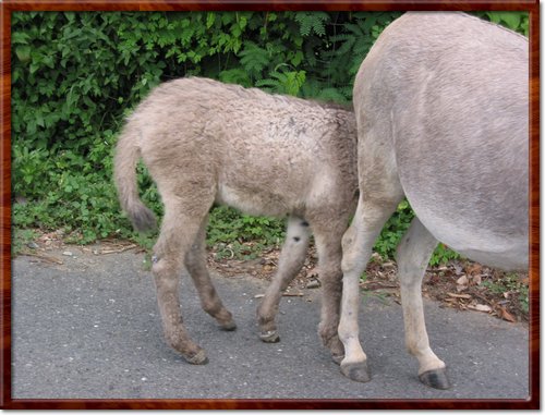 more donkeys
