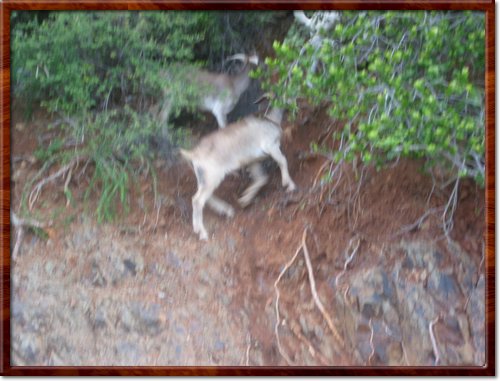 goats on a cliff
