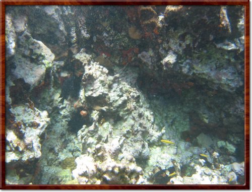 snorkeling
