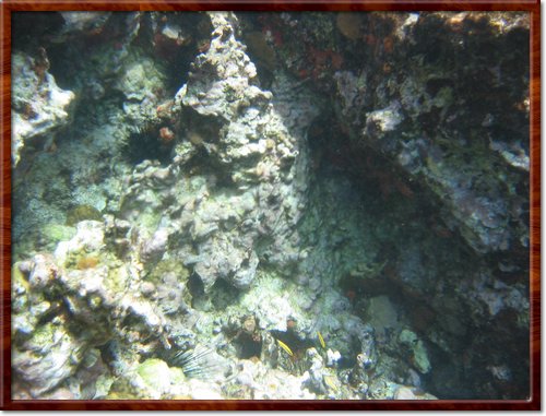 snorkeling
