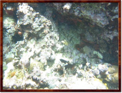 snorkeling
