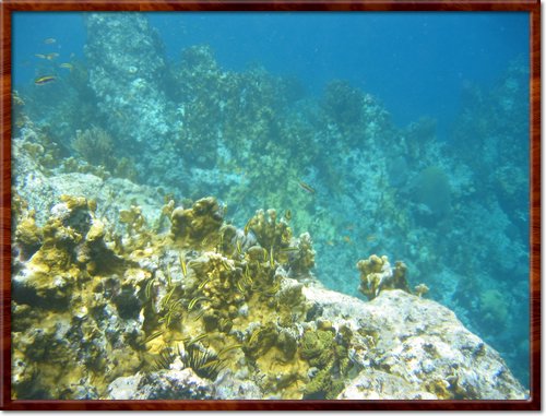 snorkeling

