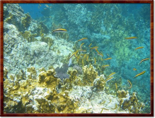 snorkeling
