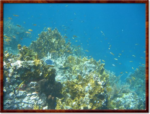 snorkeling
