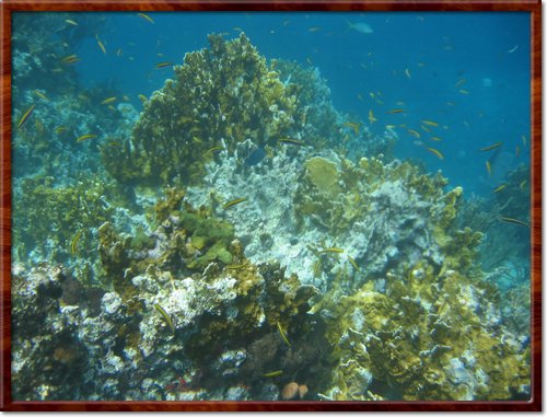 snorkeling
