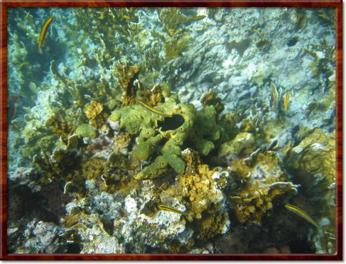 snorkeling
