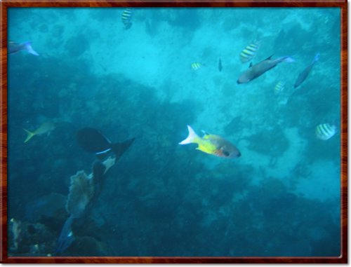 snorkeling
