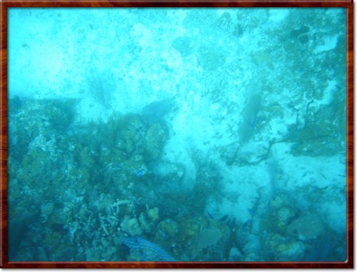 snorkeling
