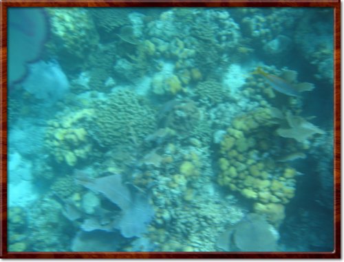 snorkeling
