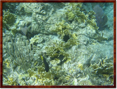 snorkeling
