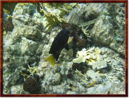 snorkeling
