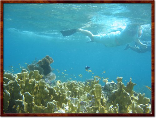 snorkeling
