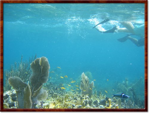 snorkeling
