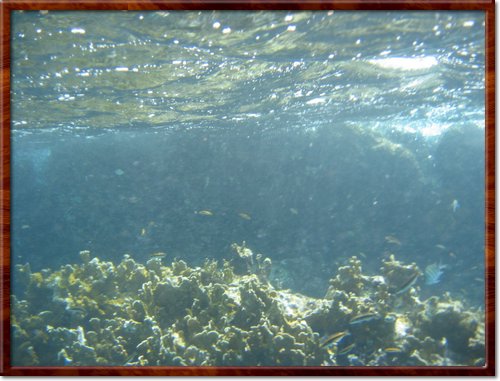 snorkeling

