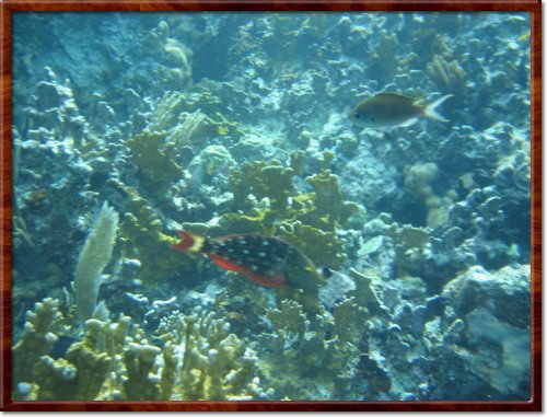snorkeling
