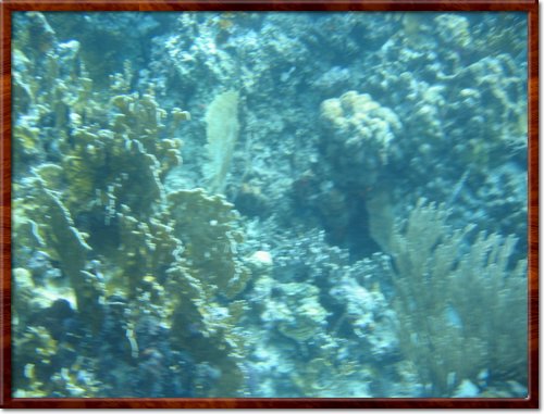 snorkeling

