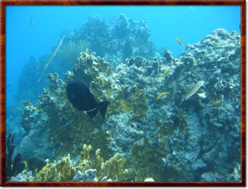snorkeling
