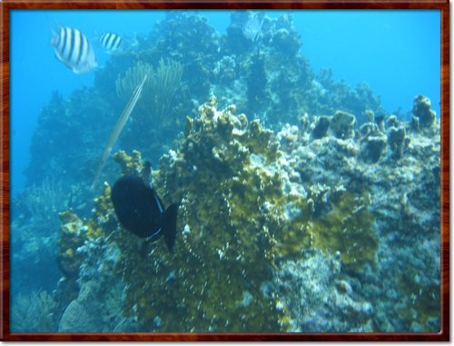 snorkeling
