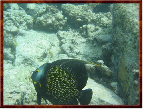 Angel Fish
