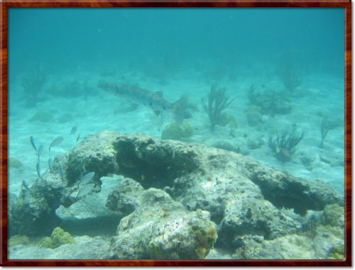 I think this is a tarpon
