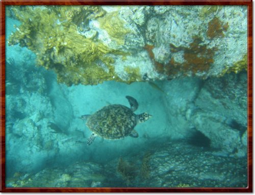 We saw several sea turtles during the week
