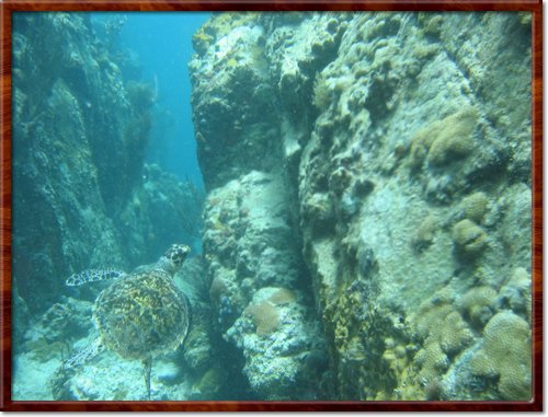 Sea Turtle
