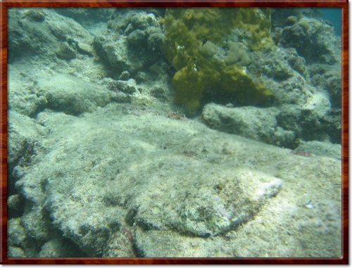 snorkeling
