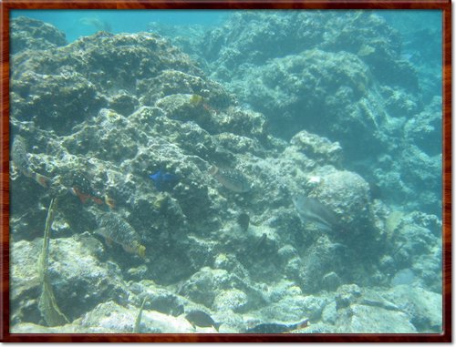 snorkeling
