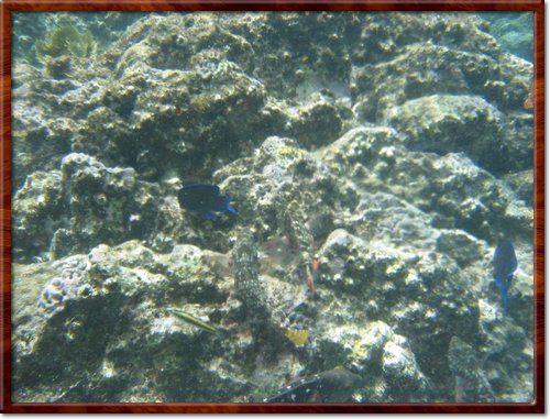 snorkeling
