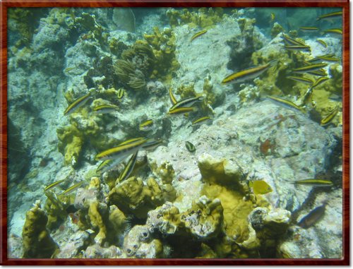 snorkeling
