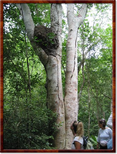 Hiking the Reef Bay Trail
That's a termite nest in the tree; these termites only eat dead trees on the ground, but generally live up in the tree limbs
