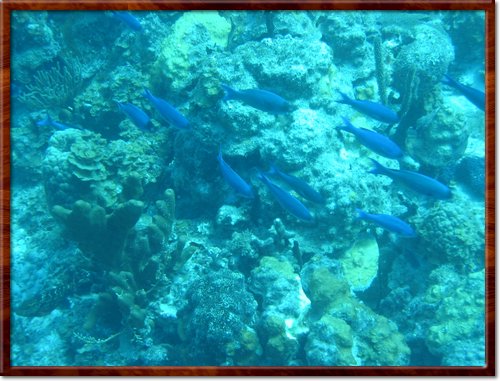 Scuba Dive
