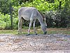 IMG_3758.JPG/Our first sighting of a feral donkey:)/