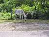 IMG_3759.JPG/donkey/