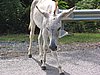 IMG_3760.JPG/donkey/