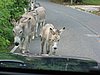 IMG_3763.JPG/a wild pack of feral donkeys/