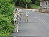 IMG_3764.JPG/more donkeys/