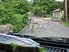 IMG_3765.JPG/more donkeys/
