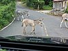 IMG_3766.JPG/more donkeys/