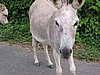 IMG_3767.JPG/more donkeys/