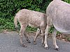 IMG_3768.JPG/more donkeys/