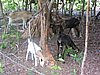 IMG_3770.JPG/a bunch of goats/